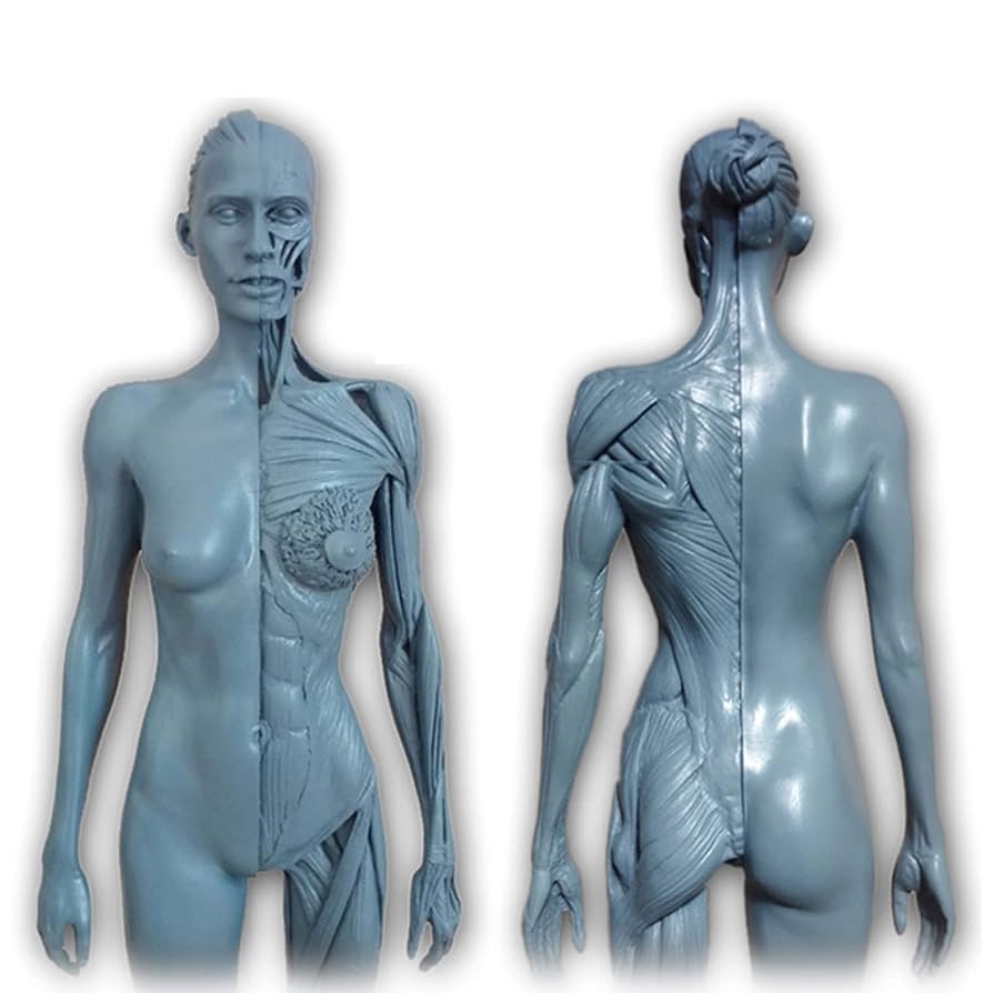 A102 人体模型 筋肉構造　170cmモデル　未使用 Amazon.co.jp: Aoguzhao 人体モデル 人体模型 30cm 男性 女性 1